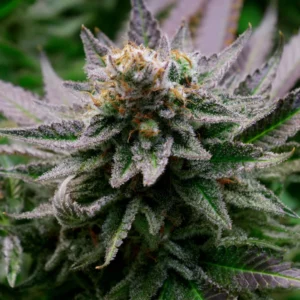 Blue Dream